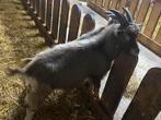 Toggenburger Bok, Dieren en Toebehoren, Schapen, Geiten en Varkens, Mannelijk, Geit