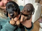 Ruwharige dwergteckelpups met stamboom, Dieren en Toebehoren, Honden | Teckels en Dashonden, 8 tot 15 weken, Teef, Dwerg, Meerdere