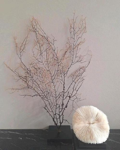 Prachtige zeegras  Waaier op voet | hotel chic, Huis en Inrichting, Woonaccessoires | Droogbloemen, Nieuw, Ophalen of Verzenden
