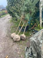 Pinus of grove den, Tuin en Terras, Planten | Bomen, Ophalen of Verzenden, Volle zon, Overige soorten