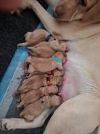 Labrador puppy pups puppys, Dieren en Toebehoren, Honden | Retrievers, Spaniëls en Waterhonden, Rabiës (hondsdolheid), 8 tot 15 weken