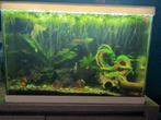 Gratis vissen (gezocht), Dieren en Toebehoren, Vissen | Aquariumvissen, Vis