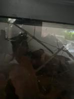 Indische wandelende takken, Dieren en Toebehoren, Insecten en Spinnen, Wandelende tak