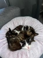 Kittens, Dieren en Toebehoren, Katten en Kittens | Overige Katten, Meerdere dieren