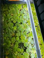 Drijfplanten (moeten weg !), Vis