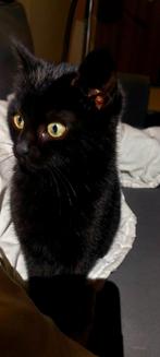 Europese korthaar  kittens poes kater rood grijs zwart wit, Dieren en Toebehoren, Katten en Kittens | Raskatten | Korthaar, Meerdere dieren