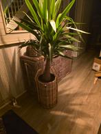 Riviera maison mand met echte plant, Ophalen, Zo goed als nieuw, Rond, Riet