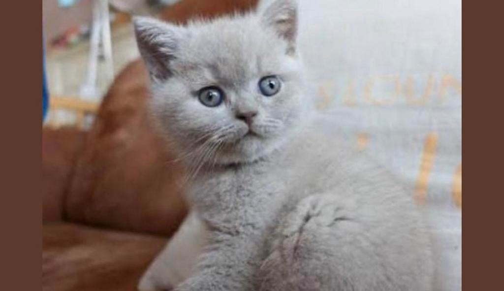 Britische korthaar, Poes