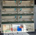 Witstuit Edelzangers, Dieren en Toebehoren, Meerdere dieren