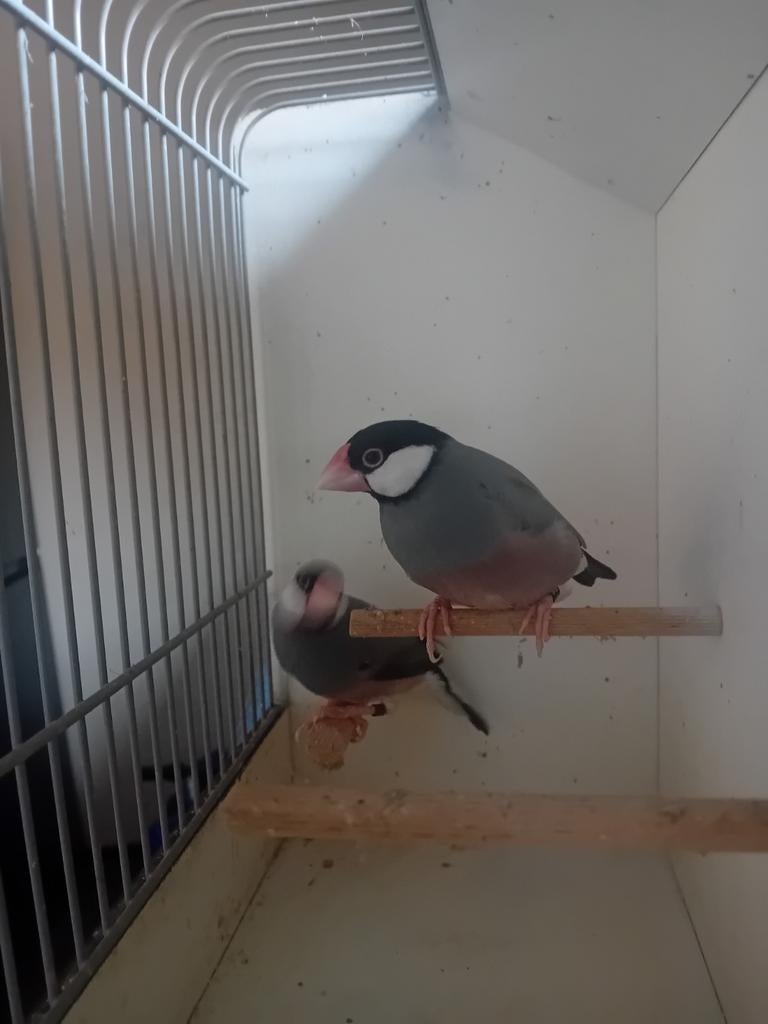 Reisvogel, Mannelijk, Geringd