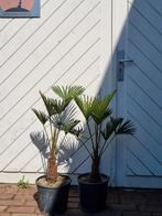 AANBIEDING: TRACHYCARPUS WAGNERIANUS ( WAGNERPALM ), In pot, Halfschaduw, Ophalen of Verzenden, 100 tot 250 cm