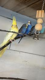 3 grasparkiet manelijk te ruil, Dieren en Toebehoren, Mannelijk, Parkiet