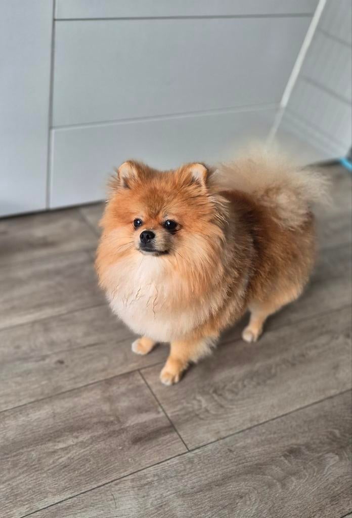 dekreu pomerianen bearface, Dieren en Toebehoren, Honden | Poolhonden, Keeshonden en Oertypen, Keeshond, Reu, 1 tot 2 jaar, Eén hond