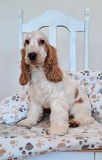 Cocker Spaniel pup, Dieren en Toebehoren, 15 weken tot 1 jaar, Reu, Parvo, Eén hond