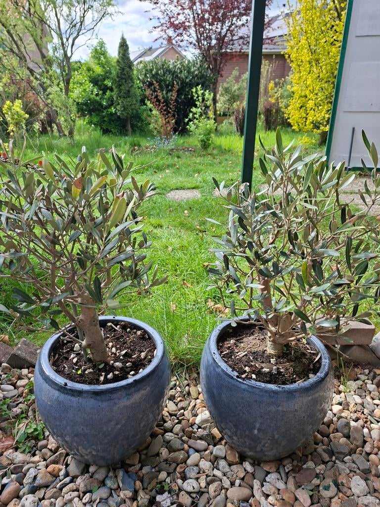 Olijfboompjes met pot 50,- per stuk, Ophalen, Volle zon, Overige soorten, Minder dan 100 cm