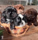 Shih tzu pups, België, Fokker | Hobbymatig, Overige rassen, 8 tot 15 weken