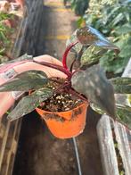 Pink Princess Philodendron - 12cm pot, Ophalen of Verzenden
