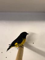 Geelbuiksijs man, Dieren en Toebehoren, Mannelijk