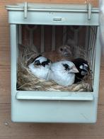 Japanse meeuwtjes, Maart, Geslacht onbekend, Overige typen