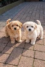 Thuisnestje Maltipoo pups, Parvo, Overige rassen, 8 tot 15 weken, Meerdere