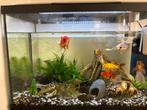 Aquarium + vissen, Ophalen, Zo goed als nieuw, Gevuld zoetwateraquarium