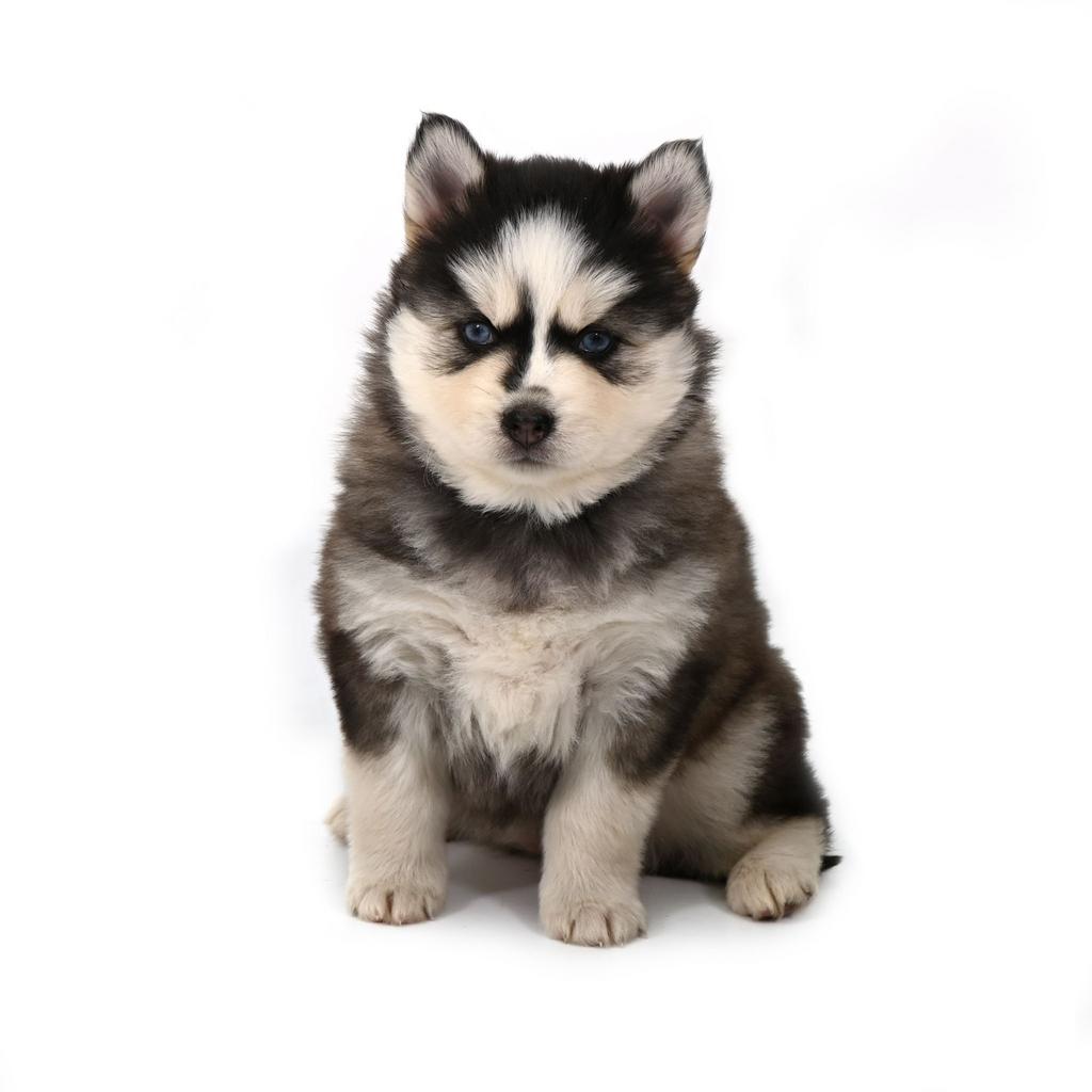 Pomsky puppy, Dieren en Toebehoren, Honden | Poolhonden, Keeshonden en Oertypen, Parvo, Overige rassen, 8 tot 15 weken, Teef