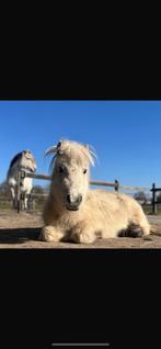 Verzorgpony- coaching- veerkracht, Ophalen