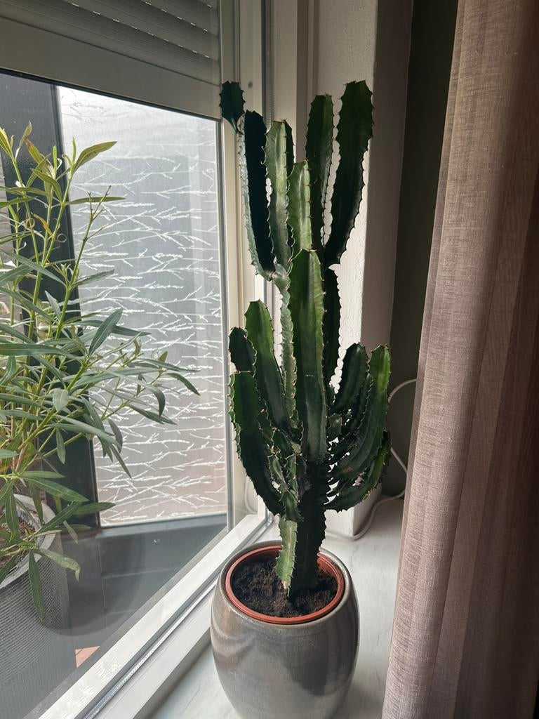 Cactus, Ophalen, Cactus, Halfschaduw, Minder dan 100 cm