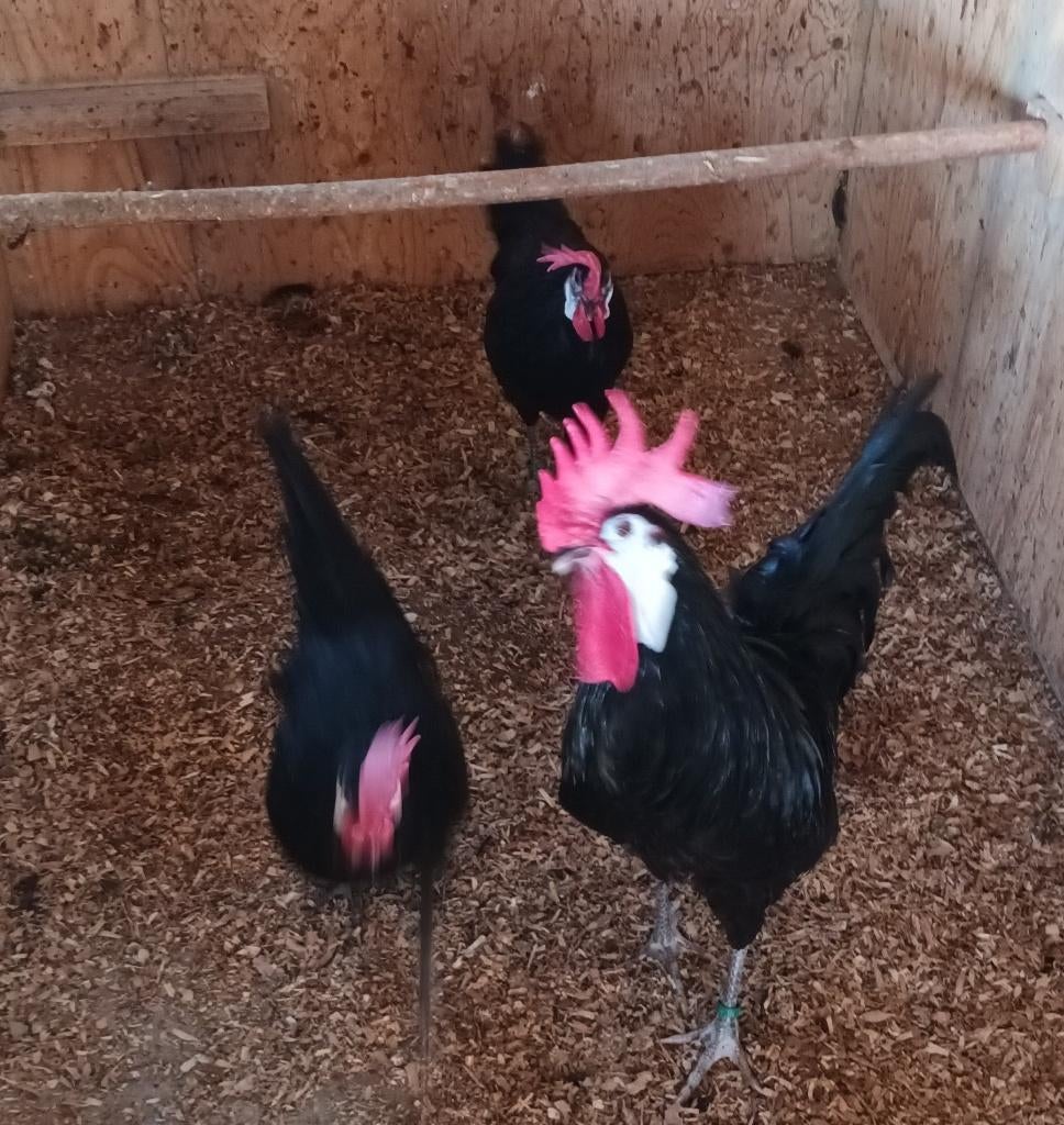 Spaanse witwang, Dieren en Toebehoren, Meerdere dieren, Kip