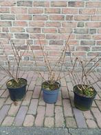 Japanse sneeuwbal (diverse soorten), Tuin en Terras, Planten | Tuinplanten, Volle zon, Vaste plant, Lente, Ophalen