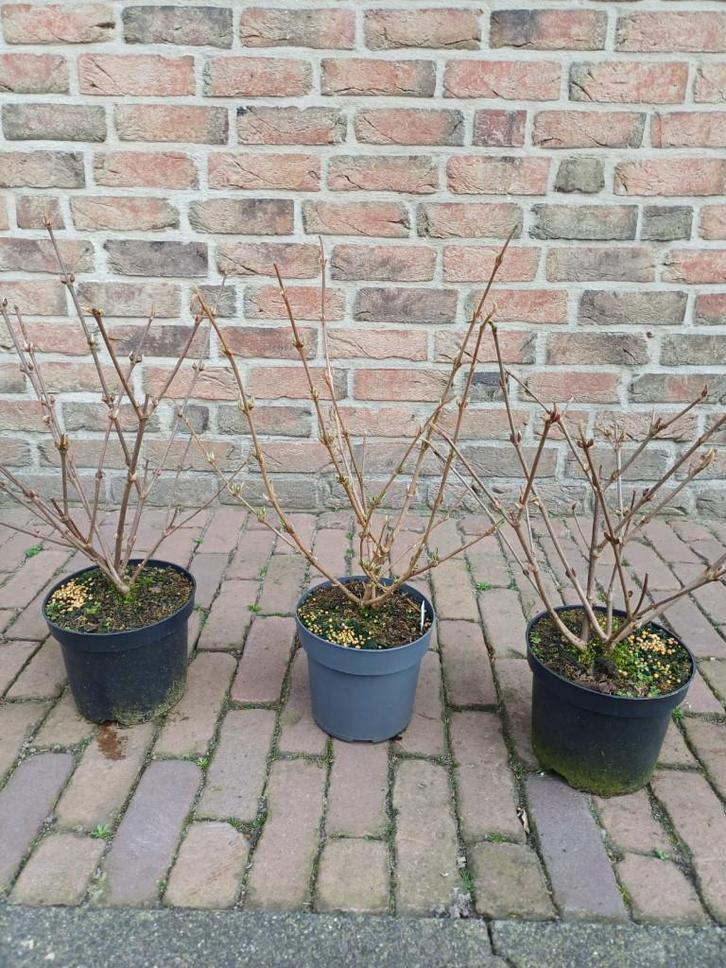 Japanse sneeuwbal (diverse soorten), Tuin en Terras, Planten | Tuinplanten, Vaste plant, Overige soorten, Volle zon, Lente, Ophalen