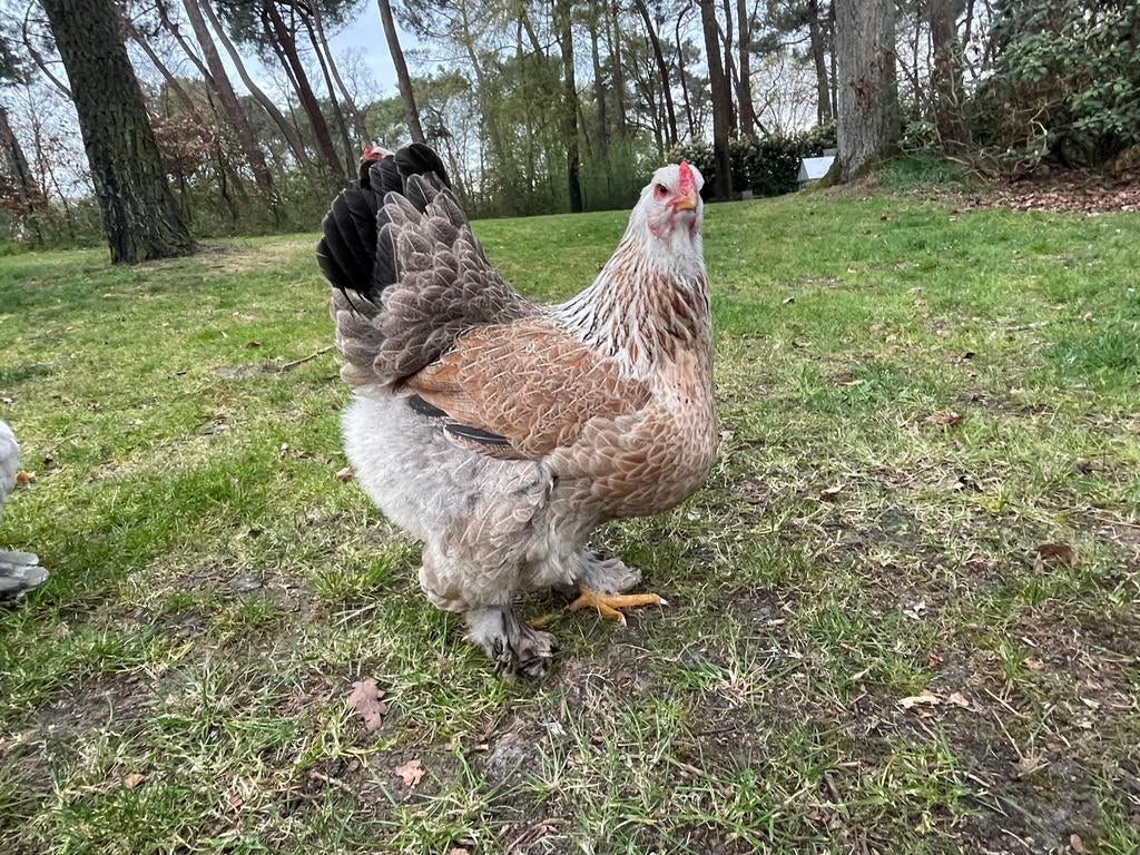Brahma kippen, Dieren en Toebehoren, Pluimvee, Vrouwelijk, Kip