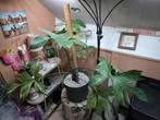 Philodendron florida ghost groot en groeilamp, Huis en Inrichting, Kamerplanten, Ophalen, Overige soorten, Halfschaduw, In pot