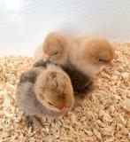 Jonge sabelpootkriel hen kuikens geënt, Dieren en Toebehoren, Pluimvee, Meerdere dieren, Kip