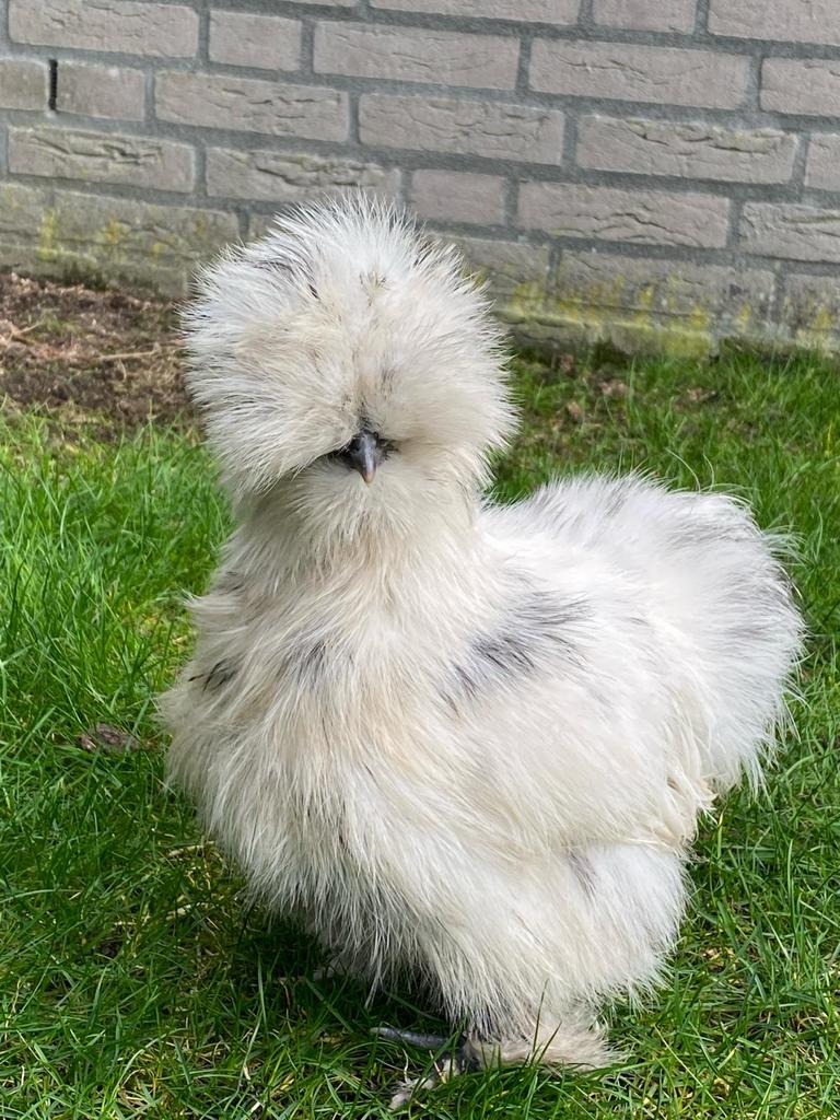 Broedeieren USA Zijdehoen (volop beschikbaar), Dieren en Toebehoren, Pluimvee, Geslacht onbekend, Kip