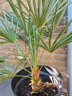 Chamaerops Humilis Dwergpalmboom, Ophalen, Overige soorten, Volle zon