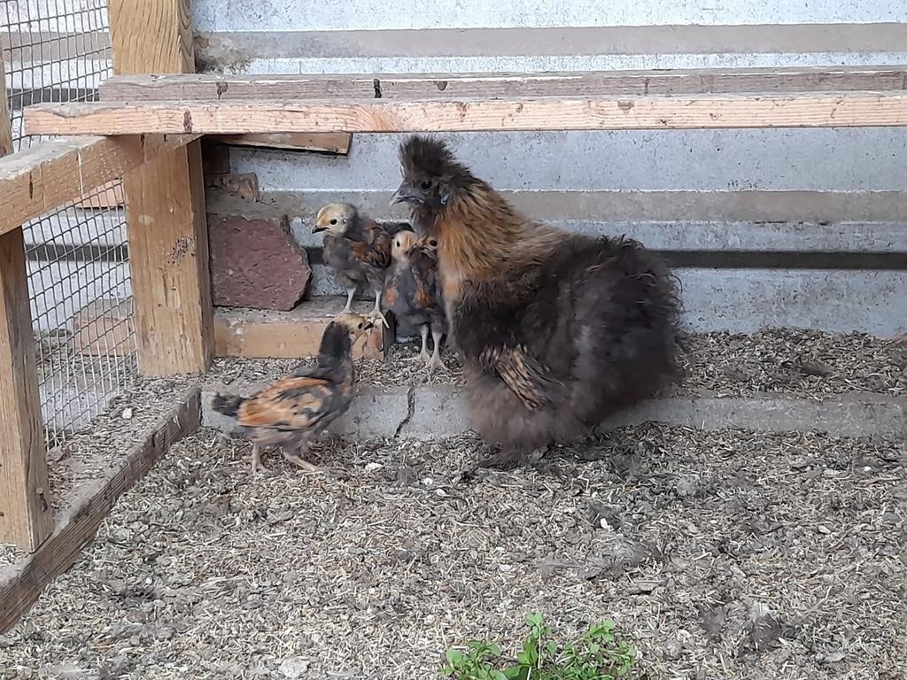 Tk Vorwerk kuikens, Dieren en Toebehoren, Pluimvee, Meerdere dieren, Kip