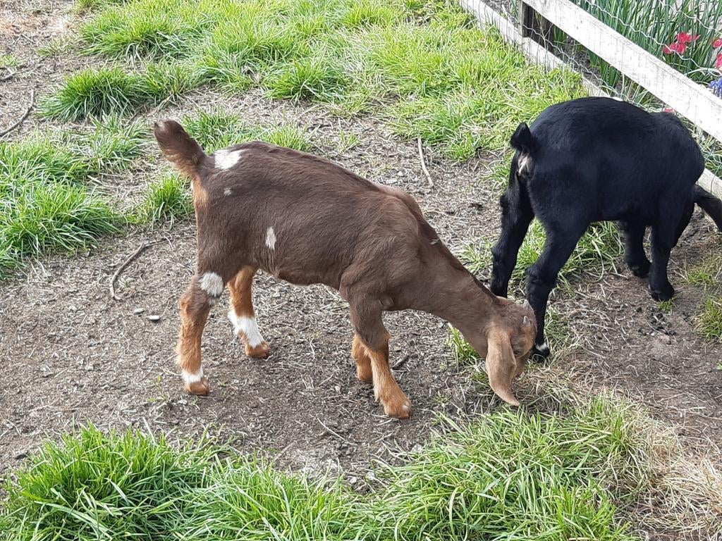 Lieve makke geit met 3 lammeren(sikjes,maanvlekken), Dieren en Toebehoren, Vrouwelijk, Geit, 0 tot 2 jaar