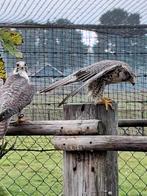 Sakervalken roofvogels, Meerdere dieren, Roofvogel, Geringd