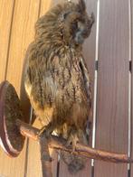 Opgezette Ransuil met Loodje, Ophalen of Verzenden