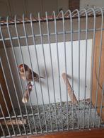 Putter x kanarie, Dieren en Toebehoren, Mannelijk, Bastaard