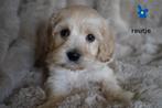 Mooie medium kruising spaniel -  labradoodle pups., Nederland, Parvo, Overige rassen, 8 tot 15 weken