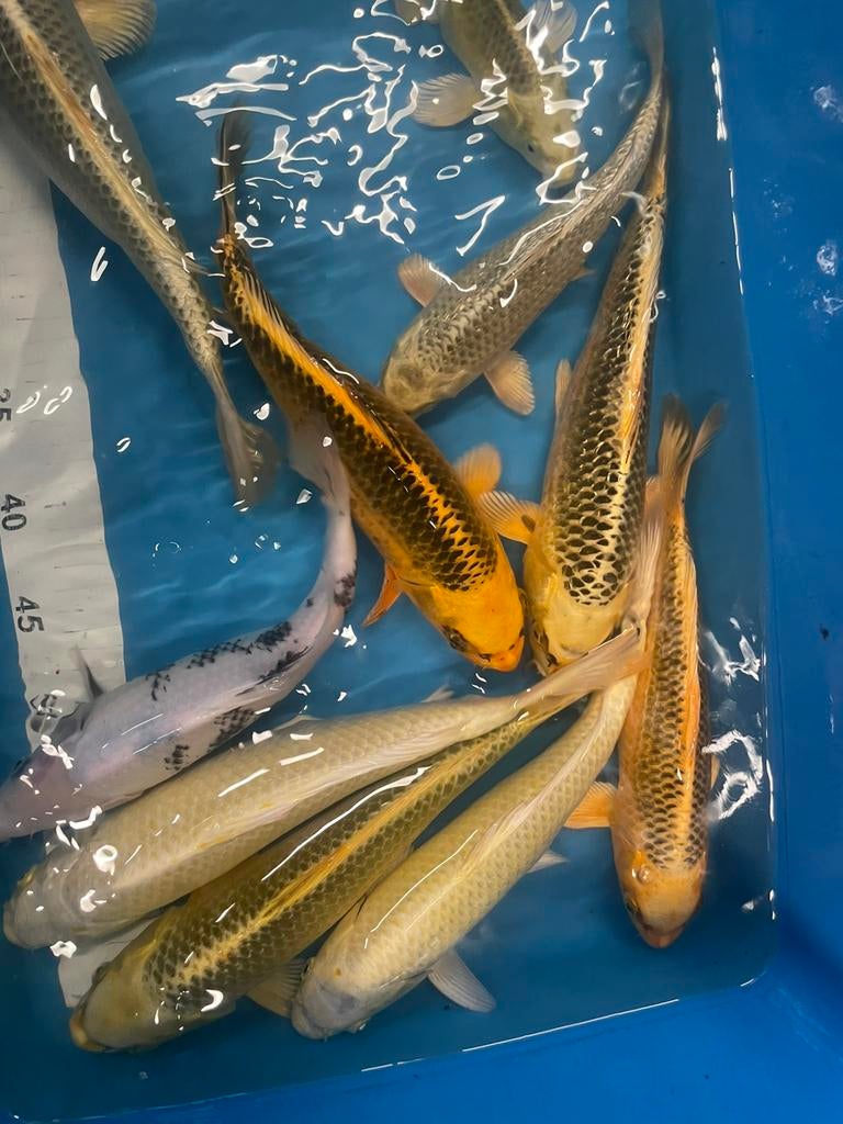 mooie japanse koi van 25-35 cm, Dieren en Toebehoren, Vissen | Vijvervissen, Karper of Koi