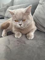 Britse korthaar poes, Dieren en Toebehoren, Katten en Kittens | Raskatten | Korthaar, Poes