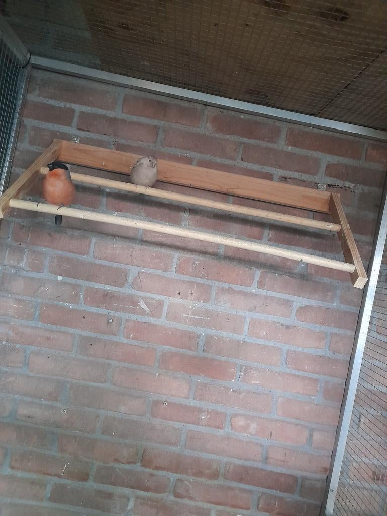 Noordse goudvinken, Meerdere dieren, Kleurkanarie