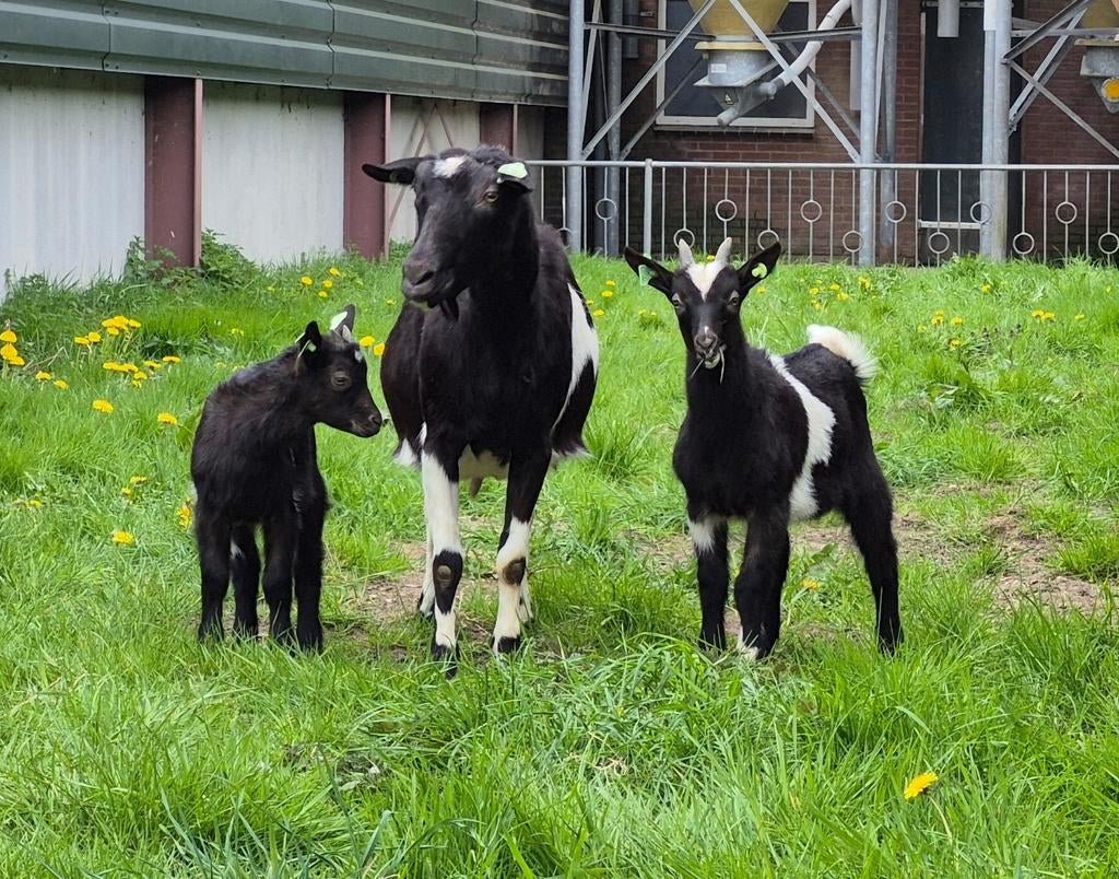 Nederlandse bonte geit, Mannelijk, Geit