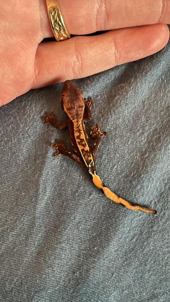 Baby wimpergekko, Dieren en Toebehoren, Reptielen en Amfibieën, Hagedis, Tam, 0 tot 2 jaar
