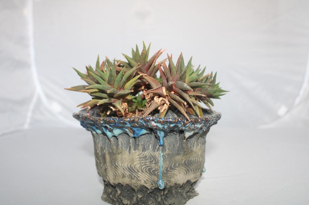 haworthia attenuata, Vetplant, Ophalen of Verzenden, Minder dan 100 cm, Volle zon