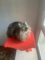 Jarela, Nietsche, 6-6-17 Turkse Angora, gered uit asiel, Poes, Langharig, 6 jaar of ouder