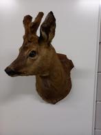 Opgezette Hertenkop, Ophalen of Verzenden, Zo goed als nieuw, Hert, Opgezet dier